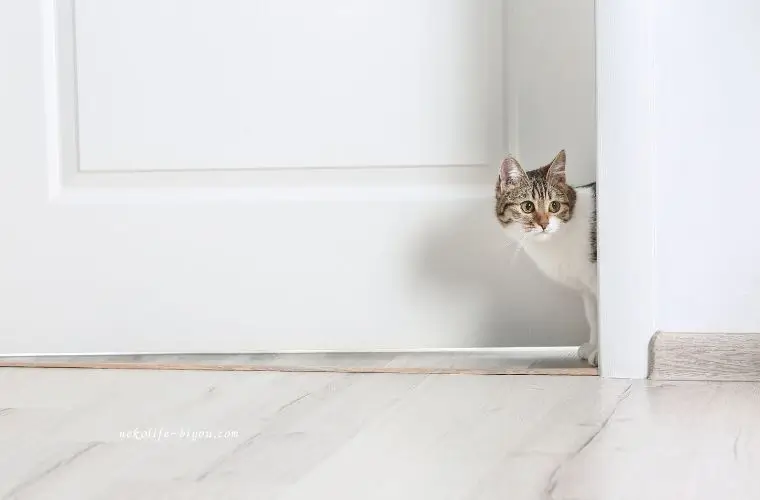 ドアを開けてリビングに入ってこようとしている猫の写真アロマ初心者におすすめの使い方3選｜ディフューザー・お風呂・ハンカチ