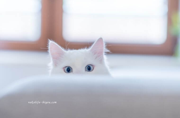 ソファに隠れる猫の写真|オレンジスイート精油で胃腸をサポート|食欲不振や胃もたれにやさしい香り