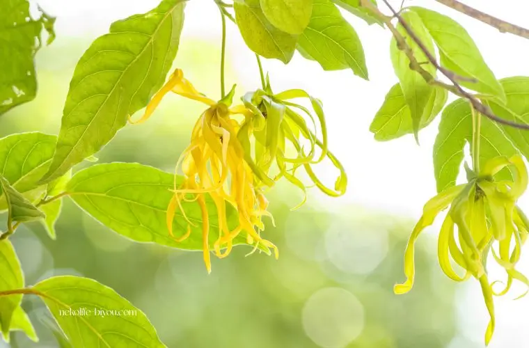 アロマオイルの使い方イランイランの花の写真｜【お風呂編】｜リラックス＆疲労回復におすすめの香り