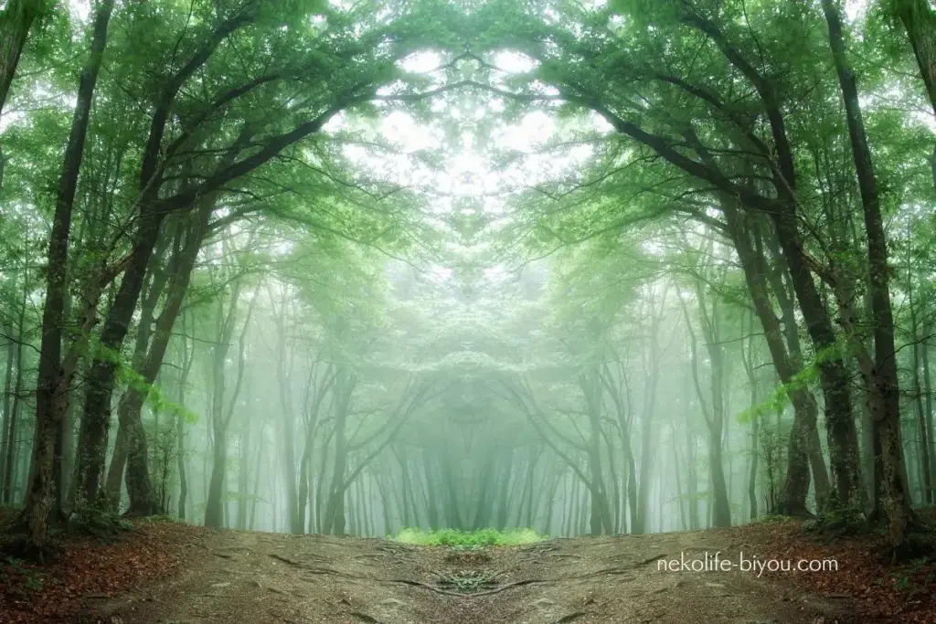 ジュニパー精油の効果と使い方｜心を浄化し、軽やかに整える朝の香り