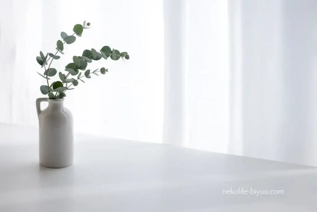 ジュニパー精油の効果と使い方｜心を浄化し、軽やかに整える朝の香り