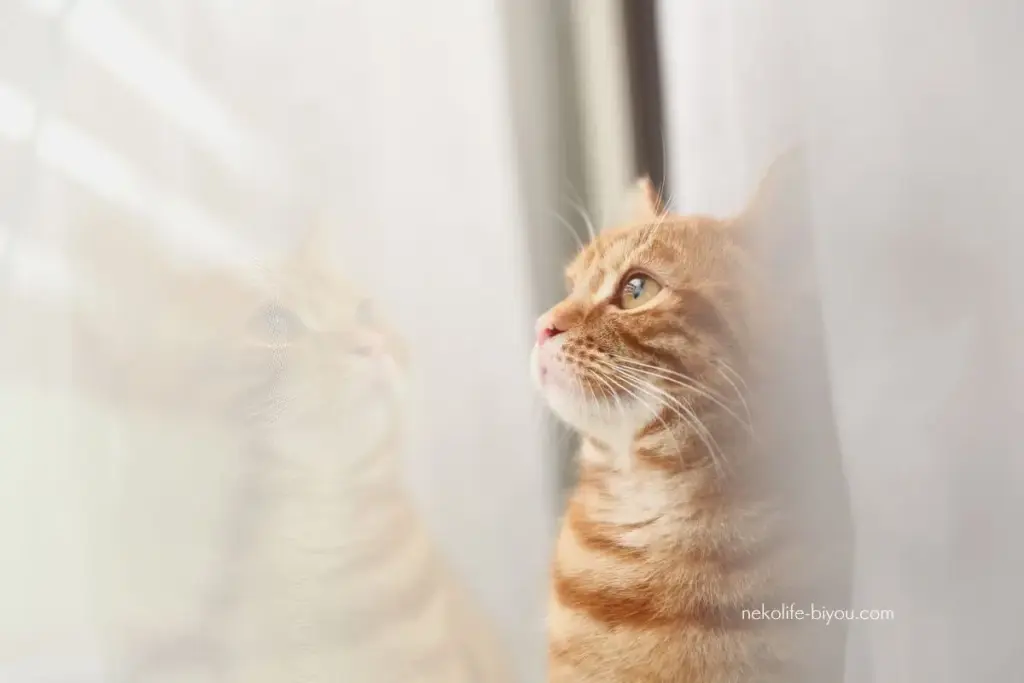 不安が続く日のアロマケア｜心を静かに落ち着かせる精油の選び方