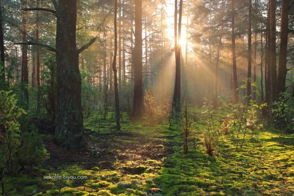 セルフイメージが低い原因｜努力しても変わらない思い込みの正体