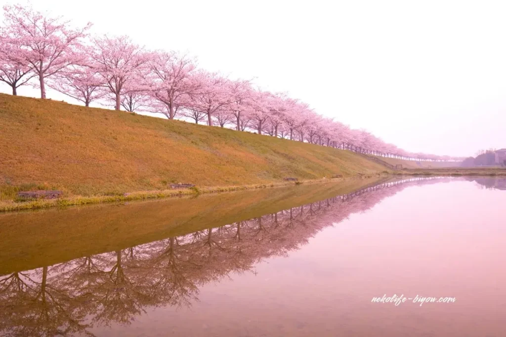 1万8千人の臨床実績。星読み×アロマで人生を再設計（リライト）する専門家|侑希プロフィール