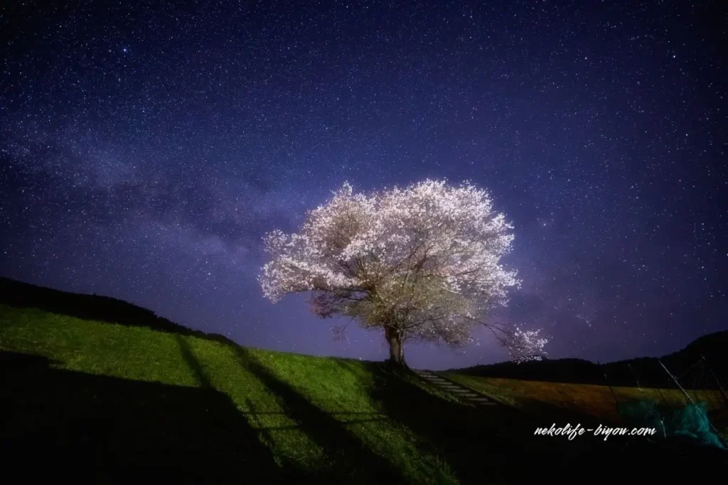 1万8千人の臨床実績。星読み×アロマで人生を再設計（リライト）する専門家|侑希プロフィール